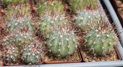 Melocactus azureus HU256. З насіння від Koehres(1132) - Зображення 3