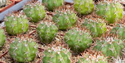 Melocactus matanzanus Matanzas, Cuba, miniature. З насіння від Mesa Garden (979.1) - Зображення 3