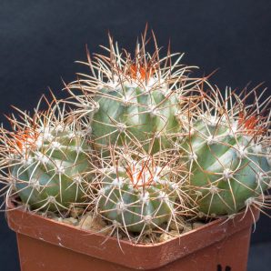 Melocactus azureus HU256 З насіння від Koehres(1132) "кілька голів"