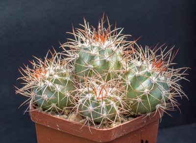 Melocactus azureus HU256 З насіння від Koehres(1132) "кілька голів"