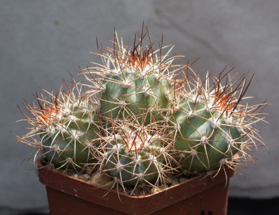 Melocactus azureus HU256 З насіння від Koehres(1132) "кілька голів" - Зображення 2