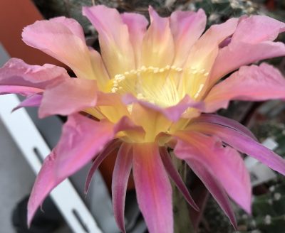 Echinopsis BUM 53 - Зображення 3