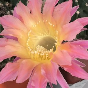 Echinopsis BUM 53