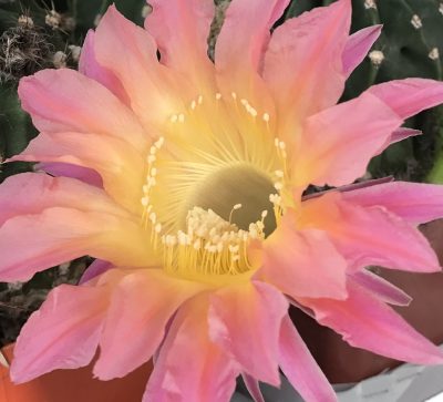 Echinopsis BUM 53