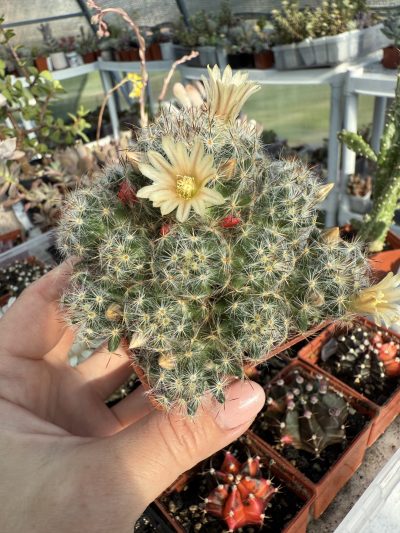 Mammillaria prolifera - Зображення 5