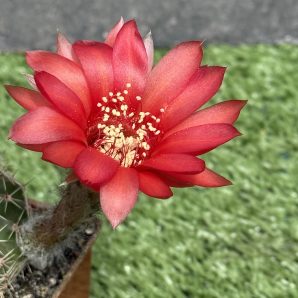 Echinopsis turbiflora (hybrid) червона квітка