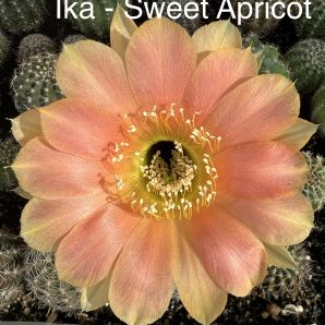 Echinopsis Ika - Sweet Apricot (власний гібрид)