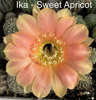 Echinopsis Ika - Sweet Apricot (власний гібрид)