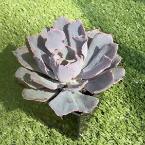 Echeveria Neon Breakers