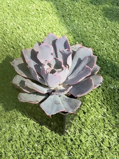 Echeveria Neon Breakers