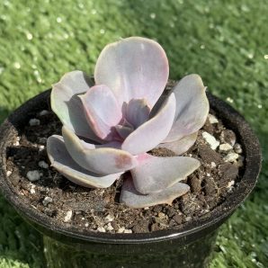 Echeveria Perle von Nurnberg var.