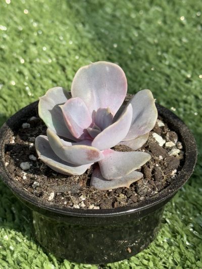 Echeveria Perle von Nurnberg var.