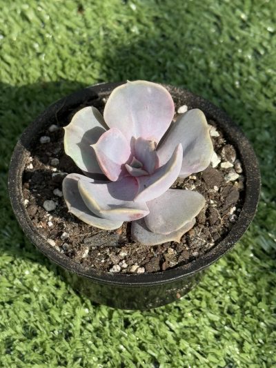 Echeveria Perle von Nurnberg var. - Зображення 2