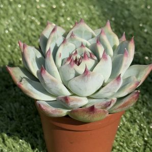 Echeveria chihuahuensis Ruby Blush