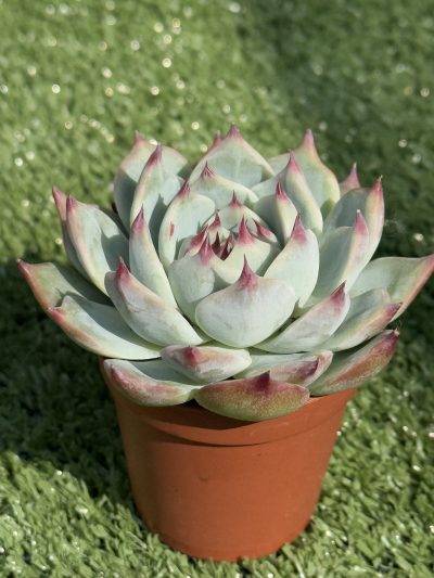 Echeveria chihuahuensis Ruby Blush