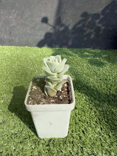 Echeveria Lovely Rose - Зображення 2