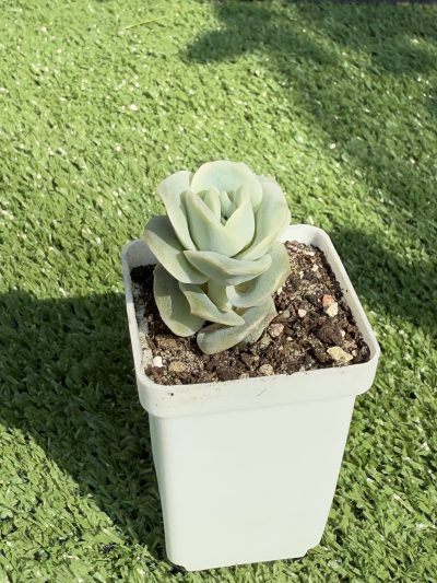 Echeveria Lovely Rose - Зображення 3