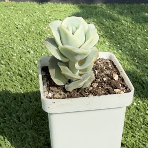 Echeveria Lovely Rose
