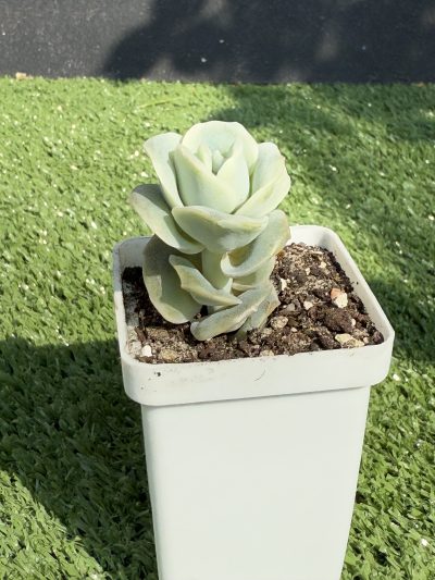 Echeveria Lovely Rose