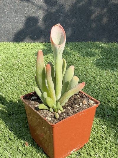 Kalanchoe Oricula - Зображення 2
