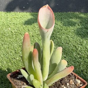 Kalanchoe Oricula