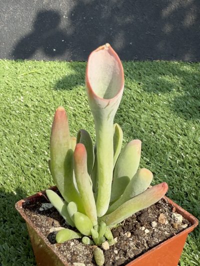 Kalanchoe Oricula