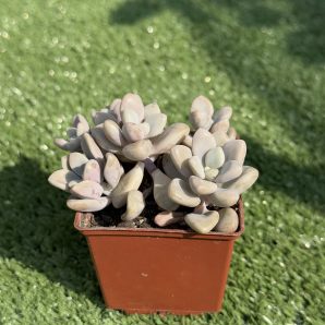Graptopetalum Ellen