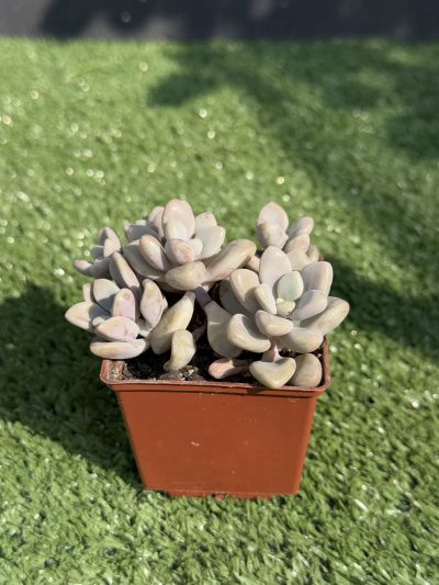 Graptopetalum Ellen