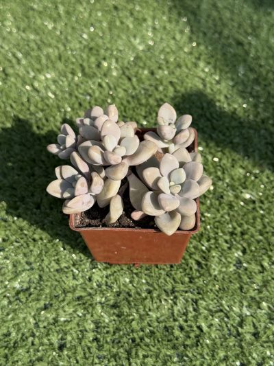 Graptopetalum Ellen - Зображення 2