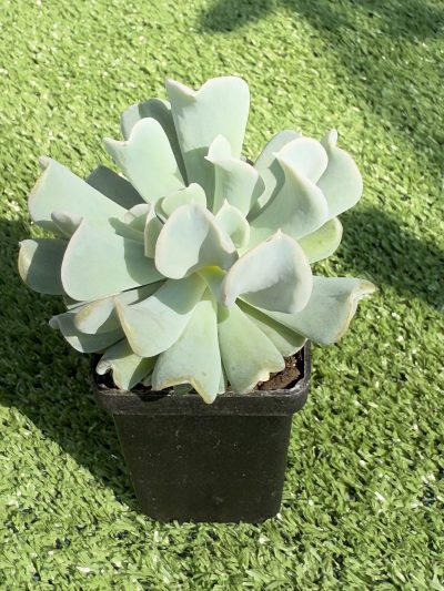 Echeveria Topsy Turvy - Зображення 2