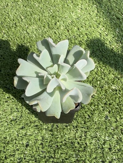 Echeveria Topsy Turvy