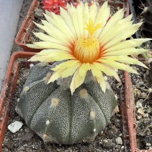 Astrophytum asterias cv Fuckuruy