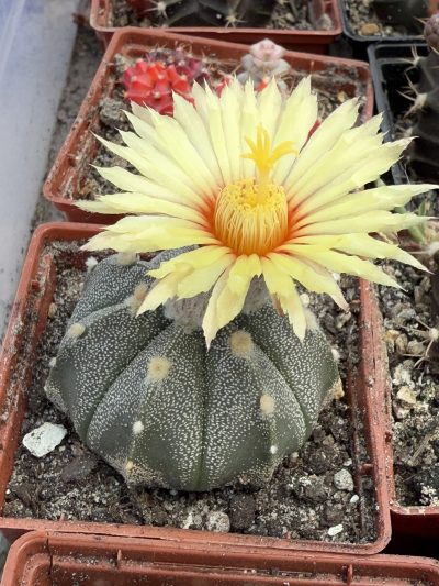 Astrophytum asterias cv Fuckuruy