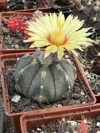 Astrophytum asterias cv Fuckuruy - Зображення 2