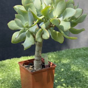 Crassula Ovata Blue Bird