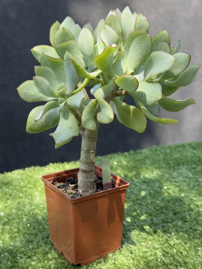 Crassula Ovata Blue Bird