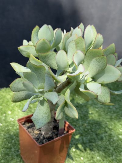 Crassula Ovata Blue Bird - Зображення 3