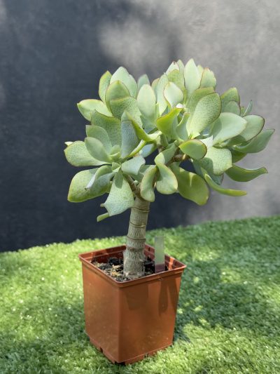 Crassula Ovata Blue Bird - Зображення 2