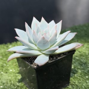 Echeveria Blue Bird
