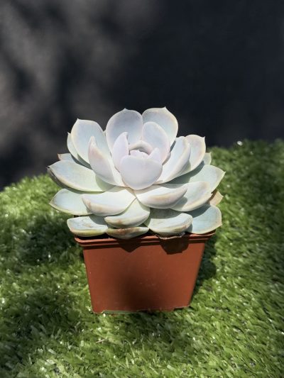 Echeveria albicans
