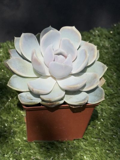 Echeveria albicans - Зображення 4