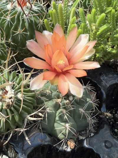 Gymnocalycium baldianum