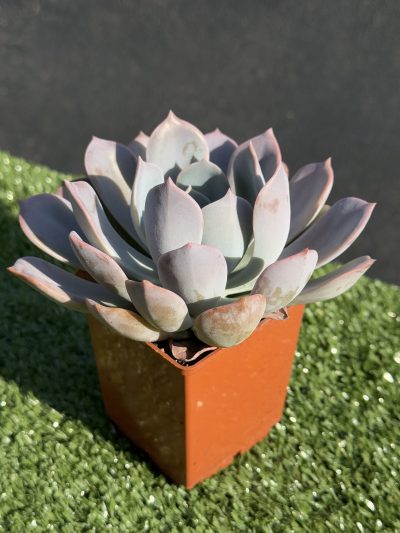 Echeveria Latte Rose - Зображення 2