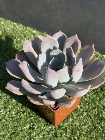 Echeveria Latte Rose - Зображення 3