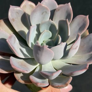 Echeveria Latte Rose