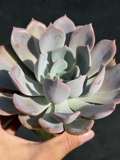 Echeveria Latte Rose
