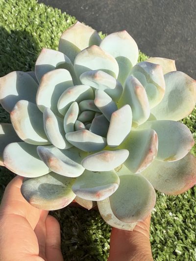 Echeveria Monroe Orange - Зображення 2