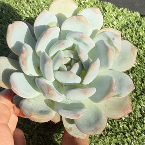 Echeveria Monroe Orange