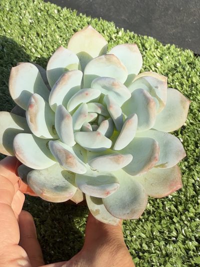 Echeveria Monroe Orange