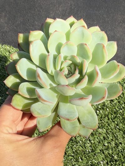 Echeveria pulidonis x laui - Зображення 2